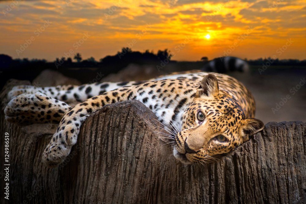 Leopard odpoczywający na tle zachodzącego słońca - obraz drukowany na płótnie