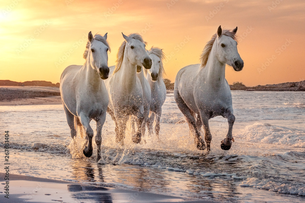 Białe konie galopujące w wodach Camargue o zachodzie słońca