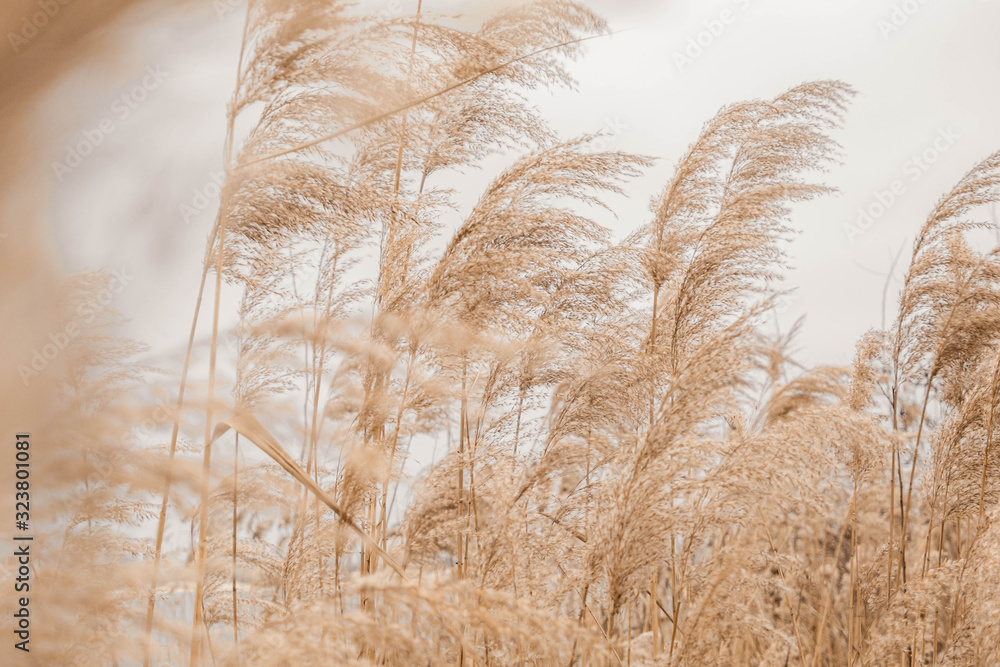 Pampas Grass w pastelowych kolorach na jasnym tle, styl boho.