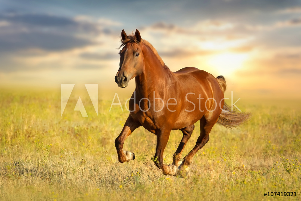 Obraz na płótnie Kasztanowaty koń na tle zachodu słońca w salonie