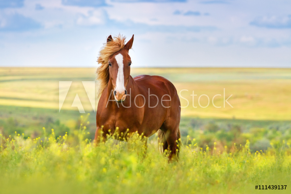 Obraz na płótnie Koń w trawie w salonie