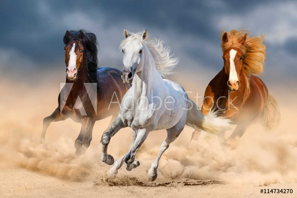 Obraz na płótnie Trzy konie w galopie na pustyni w salonie