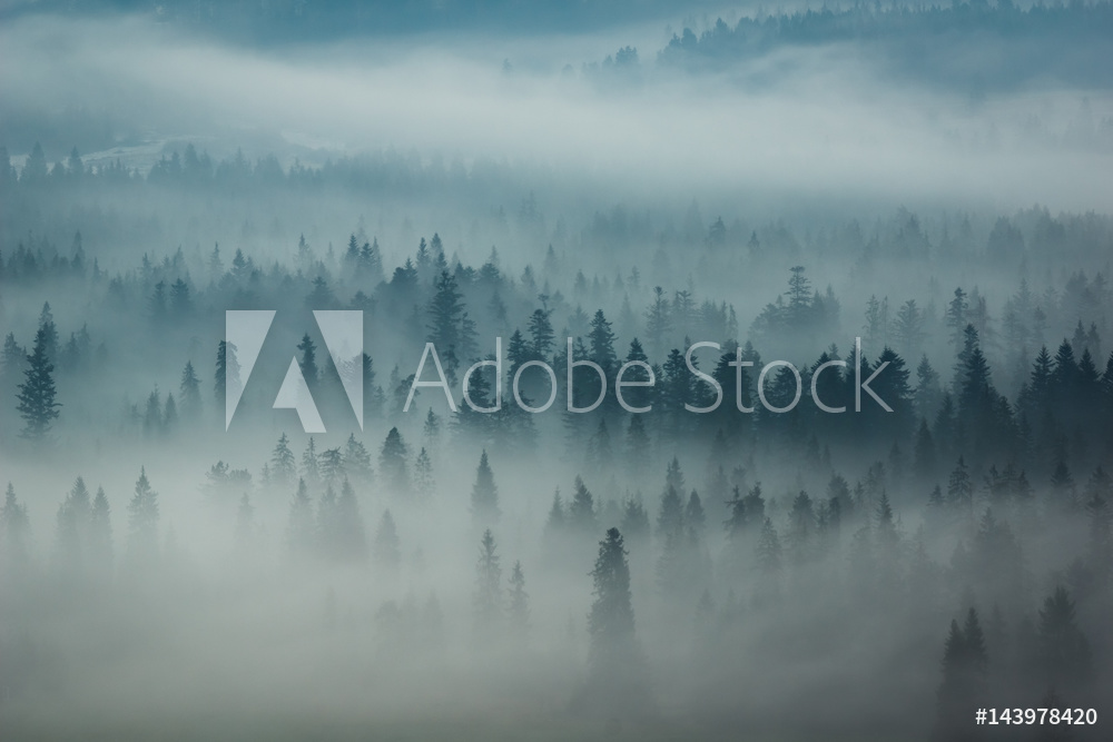 Obraz na płótnie Mountains Tatra and woods in fog, Zakopane, Poland w salonie