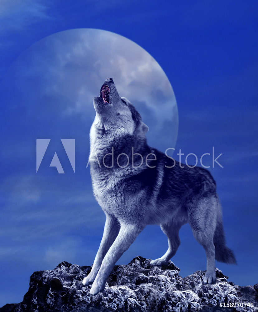 wilk na tle księżyca