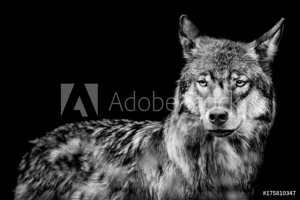 Obraz na płótnie szary wilk w salonie