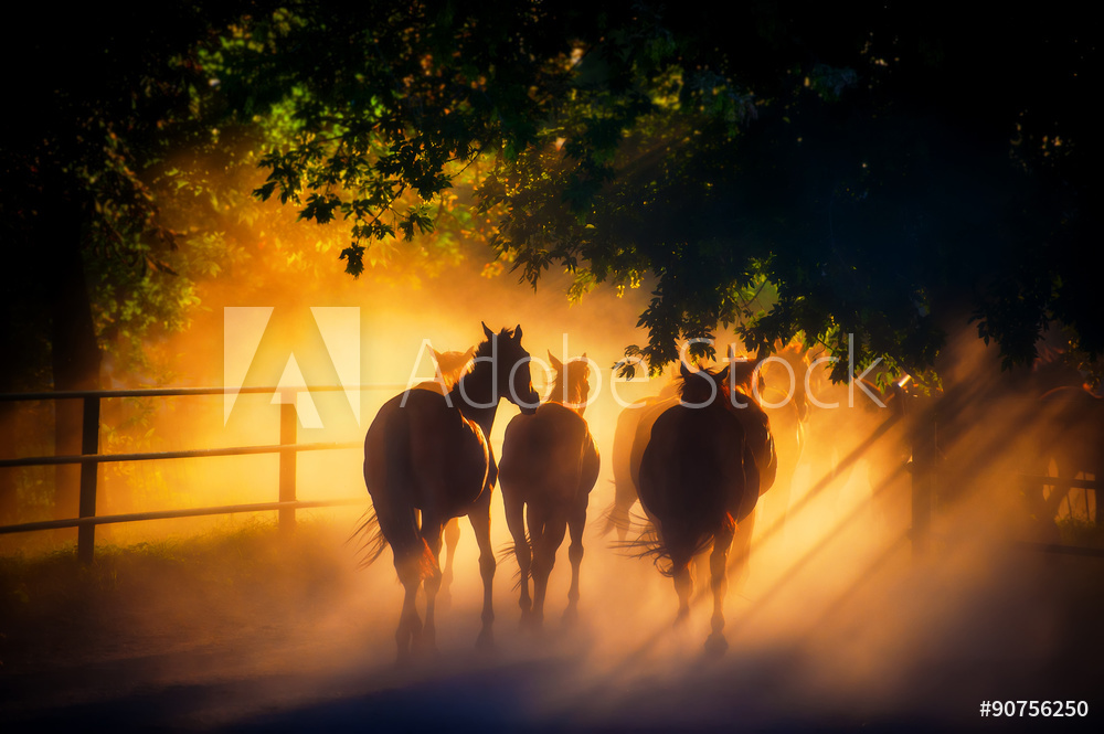 Obraz na płótnie Stado koni o zachodzie słońca w salonie