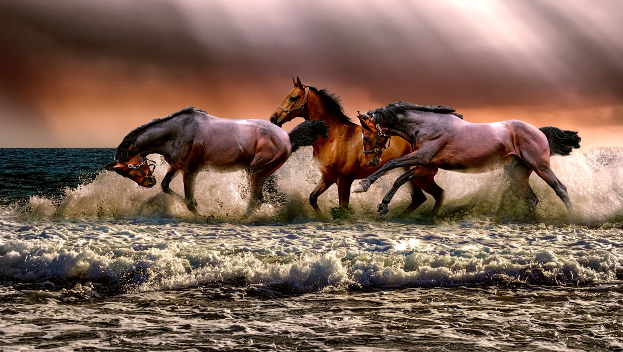 Obraz na płótnie konie galopujące w morzu w salonie