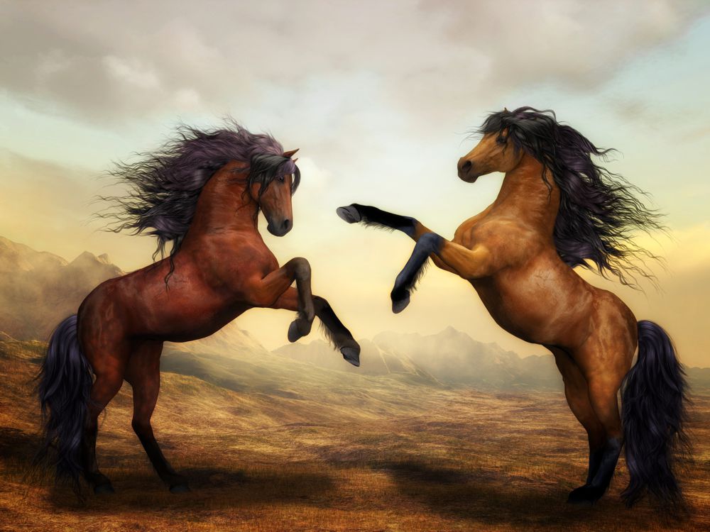 Obraz na płótnie walczące konie  w salonie