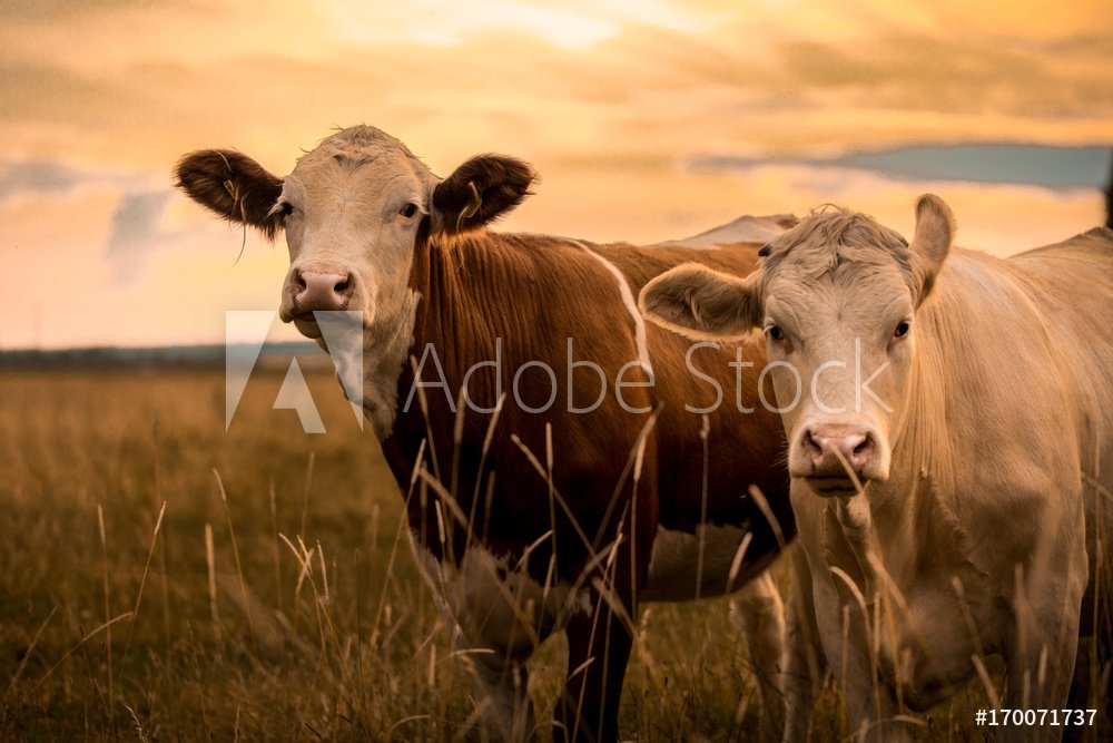 Krowy na polu